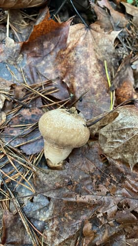 Purchawka chropowata