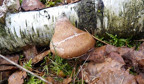 Białoporek brzozowy
