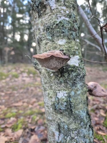 Białoporek brzozowy