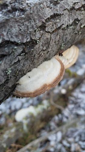 Wrośniak szorstki