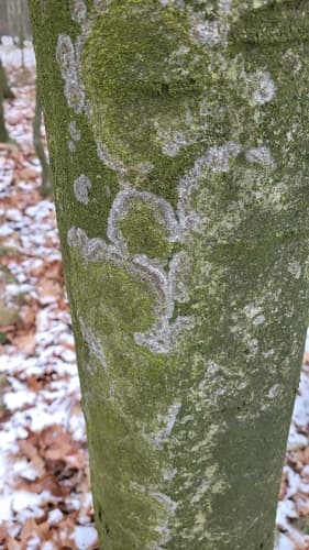 Błonka dwuzarodnikowa