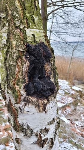 Błyskoporek podkorowy