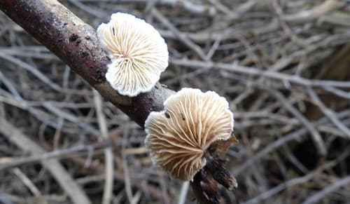 Crepidotus
