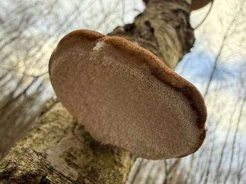 Białoporek brzozowy