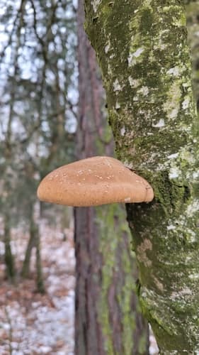 Białoporek brzozowy