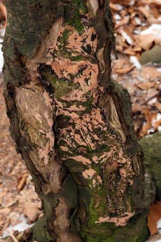 Pieczarniaki