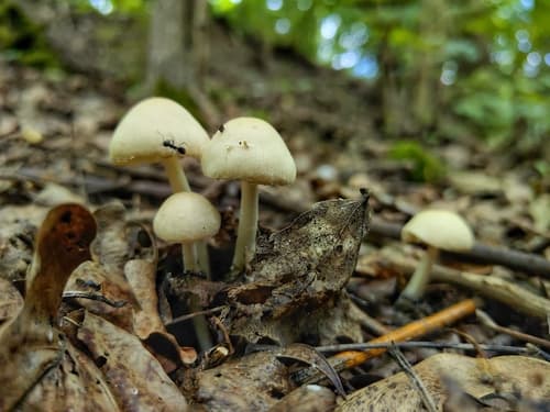 Kruchaweczka zaroślowa