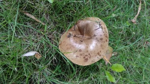Paxillus obscurisporus