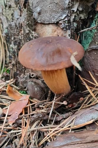 Podgrzybek brunatny