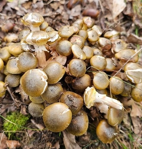 Opieńka miodowa