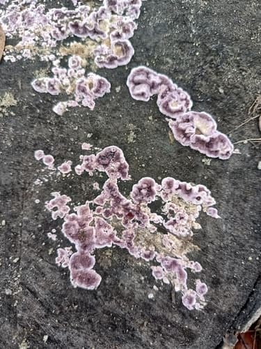 Chrząstkoskórnik purpurowy