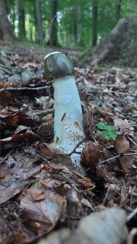 Sromotnik smrodliwy