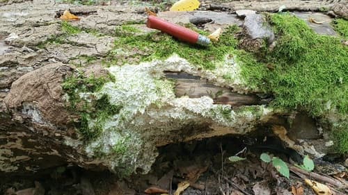 Irpex latemarginatus