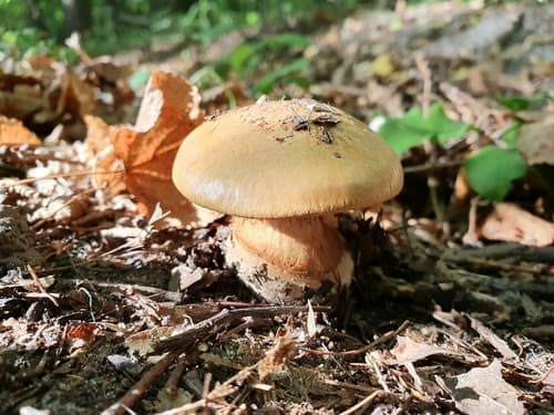 Calonarius alcalinophilus