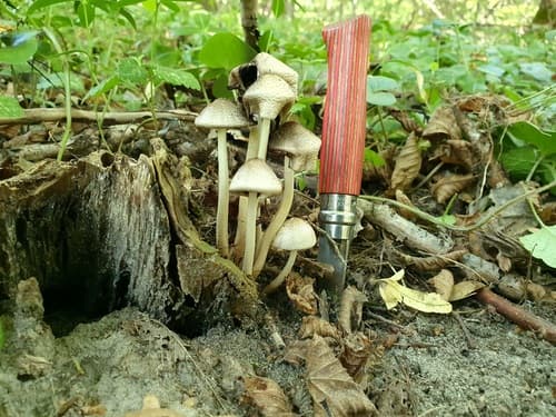 Coprinopsis romagnesiana