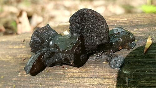Kisielnica