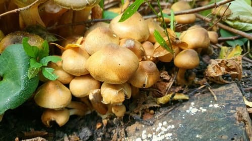 kruchawica aksamitna
