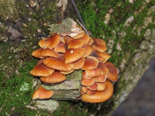Płomiennica zimowa