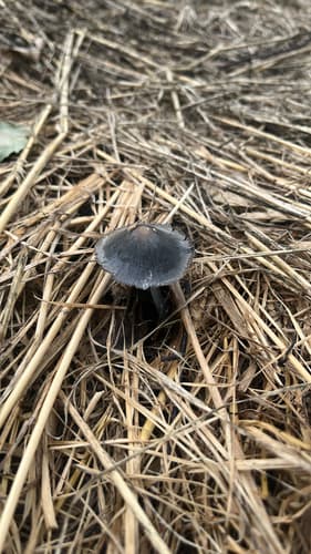 Coprinopsis