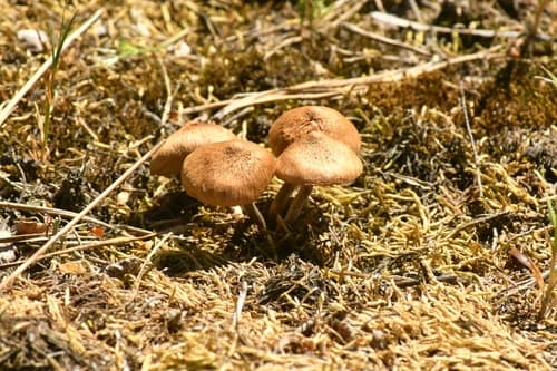 Inocybe