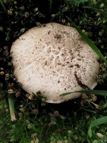 Agaricus incultorum