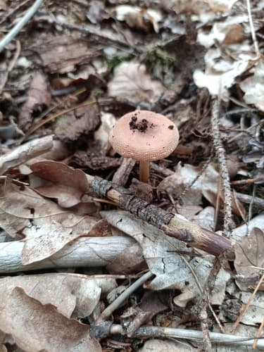Amanita fulva