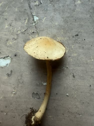 Gymnopus subsulphureus