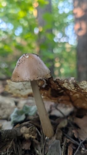 Amanita fulva