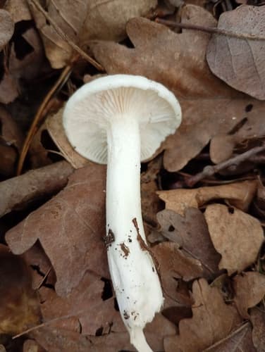 Hygrophorus cossus