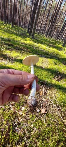 Muchomor cytrynowy