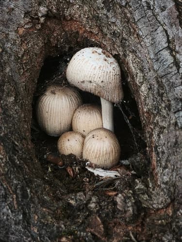 Coprinellus