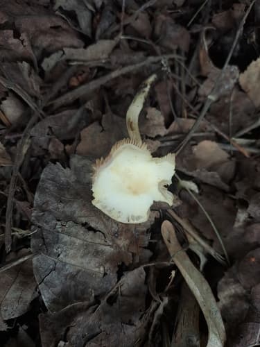 Agrocybe molesta