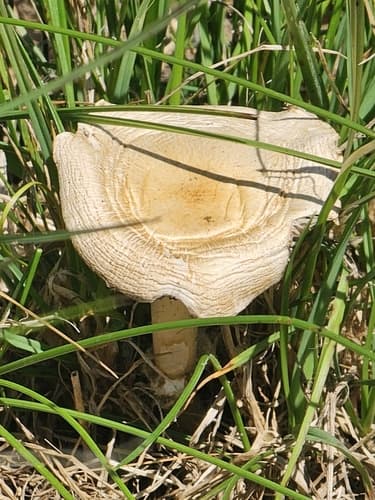 Pieczarkowce