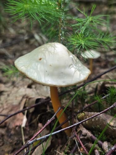 Gymnopus