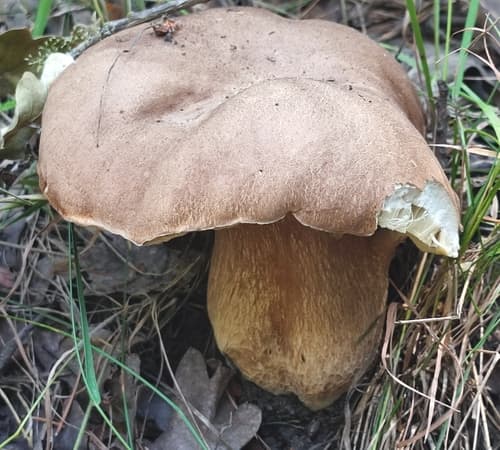 borowik usiatkowany