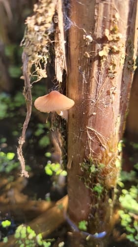 Candolleomyces typhae