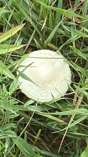 Agaricineae