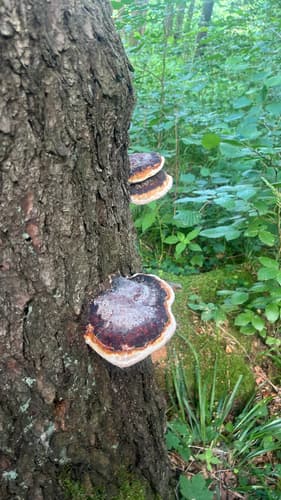 Pniarek obrzeżony
