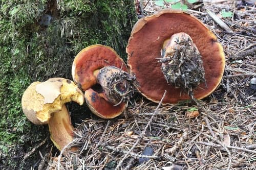 krasnoborowik ceglastopory