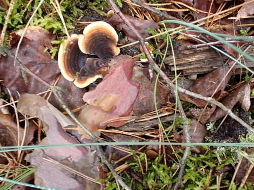 Żagwiowce
