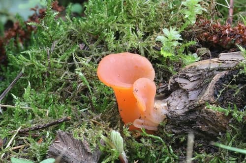 Płomyczka galaretowata