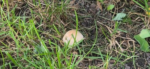 Kruchaweczka zaroślowa