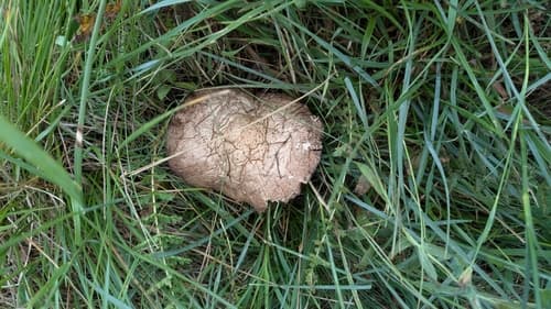 Pieczarka