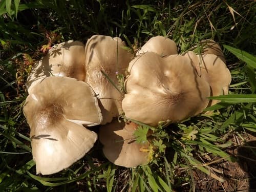 Pluteus petasatus