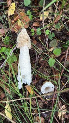 Sromotnik smrodliwy
