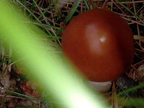 Amanita fulva