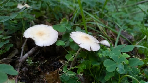 Kruchaweczka zaroślowa
