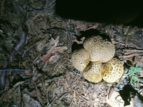 Tęgoskór cytrynowy