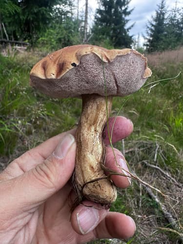 Goryczak żółciowy