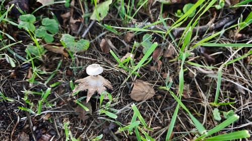 Geastrum striatum